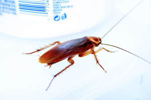 cockroach control manhattan beach ca