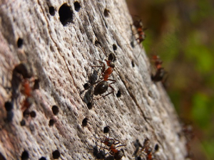 ant control manhattan beach ca