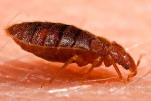 bed bug control manhattan beach ca