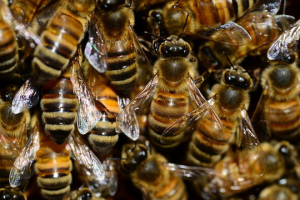 bee control manhattan beach ca