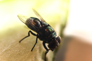 fly control manhattan beach ca