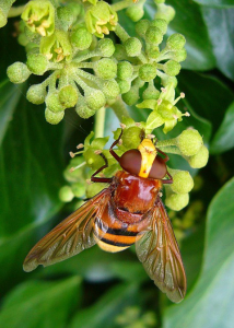 hornet control manhattan beach ca
