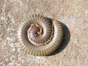 millipede control manhattan beach ca