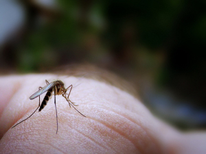 mosquito control manhattan beach ca