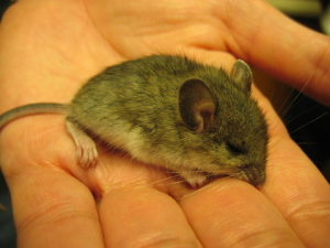 mouse control manhattan beach ca