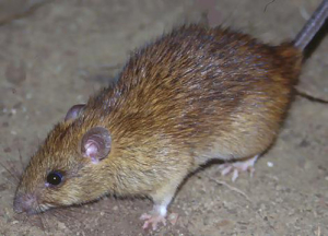 rat control manhattan beach ca