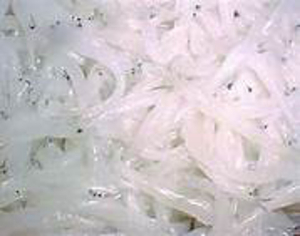silverfish control manhattan beach ca