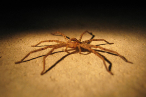 spider control manhattan beach ca