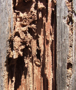 termite control manhattan beach