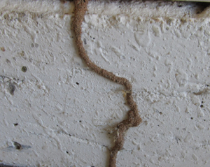termite control manhattan beach ca