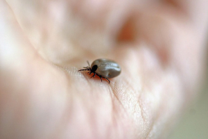 tick control manhattan beach ca